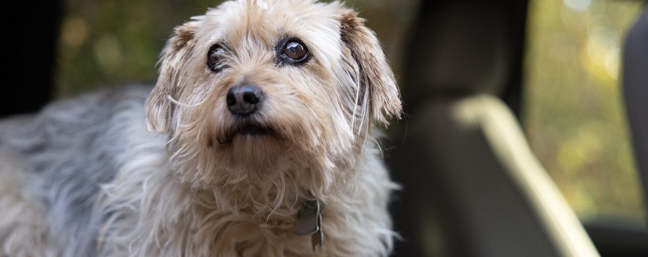 Snickers the Dog, who was rescued with the help of OnStar following a coyote attack.