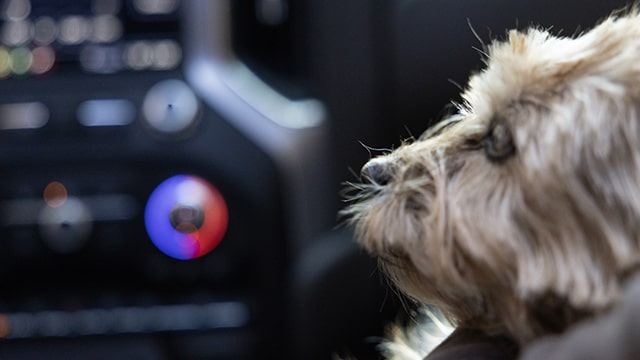 Snickers the dog in the passenger seat of a GMC Sierra.