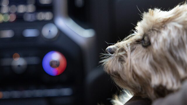 Snickers the dog in the passenger seat of a GMC Sierra.