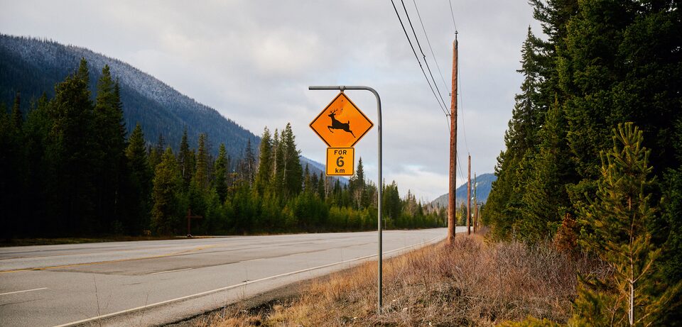 Deer warning sign.