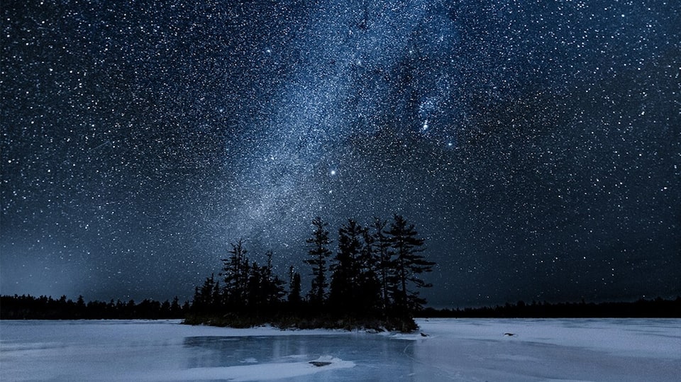 A star-filled sky hanging above a number of trees.