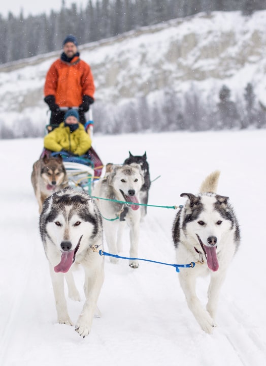 Two people dogsledding in a winter environment.