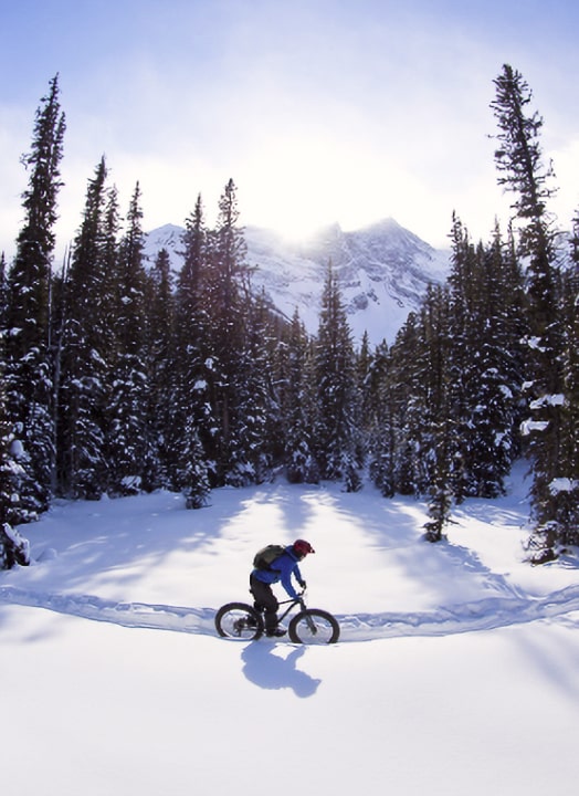A person fat biking alone on a tree-lined winter environment.