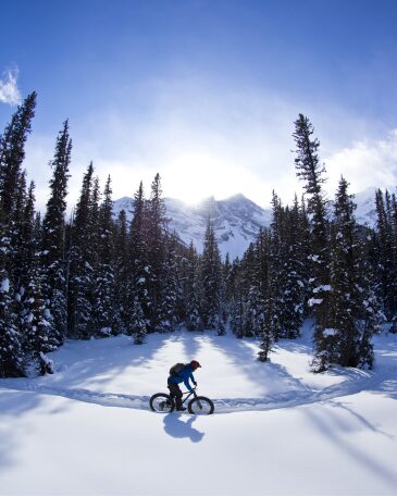 A person fat biking alone on a tree-lined winter environment.